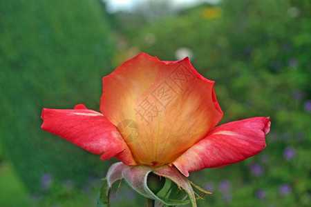 一朵引人注目的标准粉红色玫瑰花的不同寻常的景色背景图片