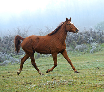 马在田野上疾驰图片