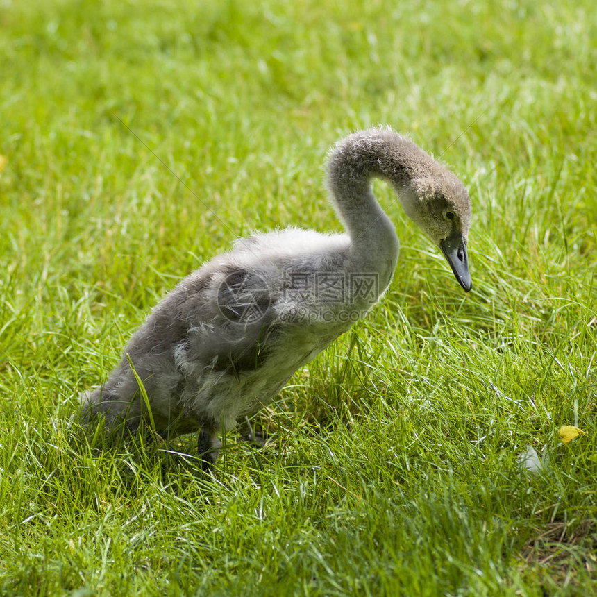 草地上的天鹅小妞苏格兰珀斯郡布图片