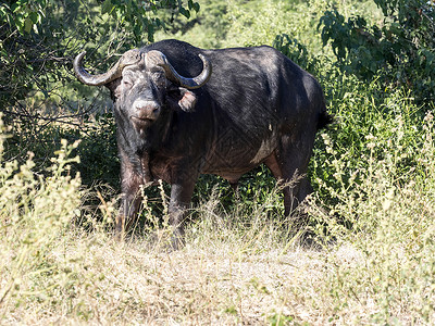 非洲水牛SyncerusCaffer博茨瓦纳图片