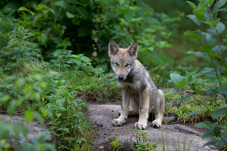 加拿大夏季的一只独木狼或灰狼Canis图片