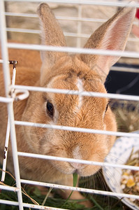 可爱的兔子在笼子里吃草图片