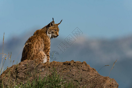 Lynx在岩石的侧图片