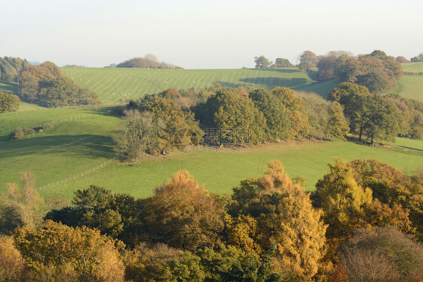 树上的秋天秋天颜色萨里山英格兰图片