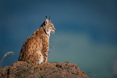 Lynx在岩石的简图片