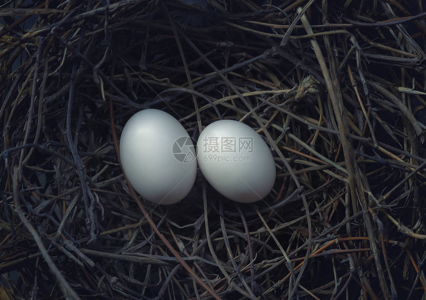 孵化巢中的两个鸟蛋图片
