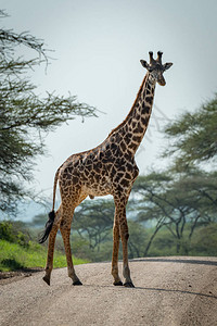 Masai长颈鹿横跨树图片