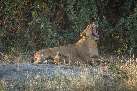 母狮和幼崽躺在灌木丛中打哈欠背景图片