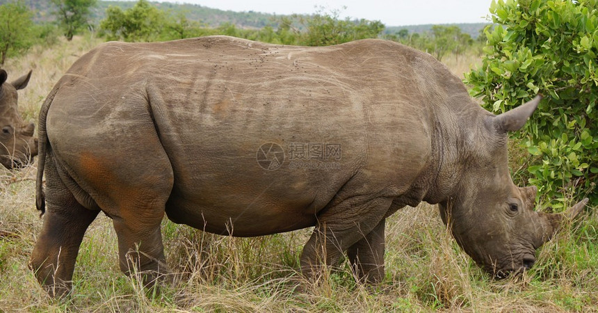 南非克鲁格公园Rhino图片