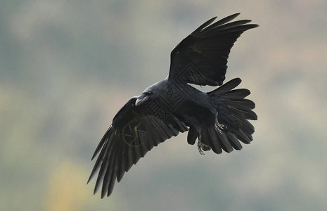 黑乌鸦近景图片
