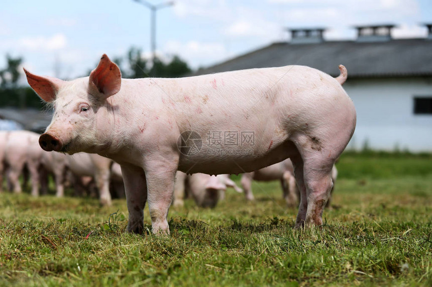 农场里的小猪小猪崽家庭