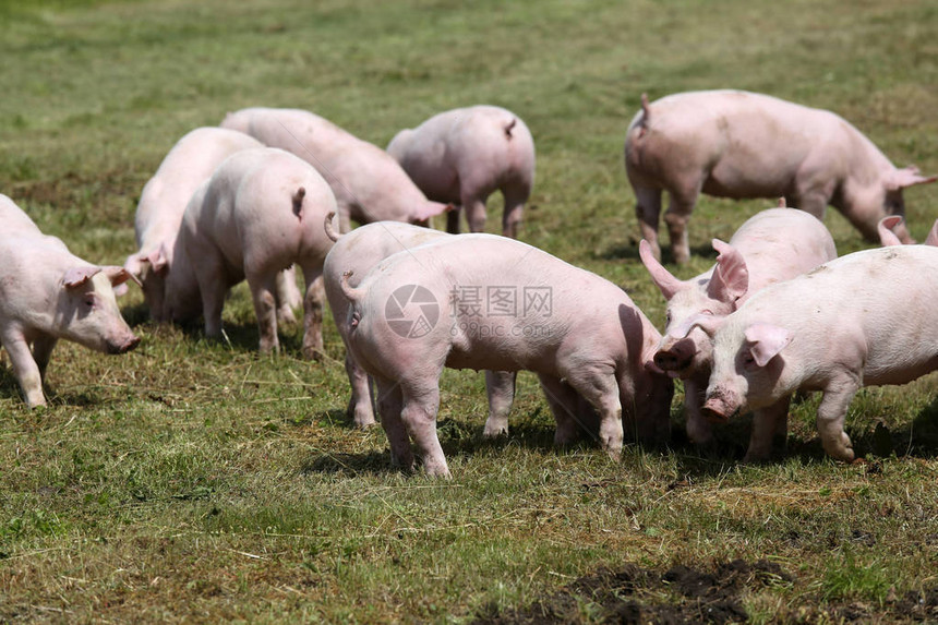 在养猪场农村场景的绿上的小猪可爱的小猪在有机农场农场里的小猪小猪崽家庭图片