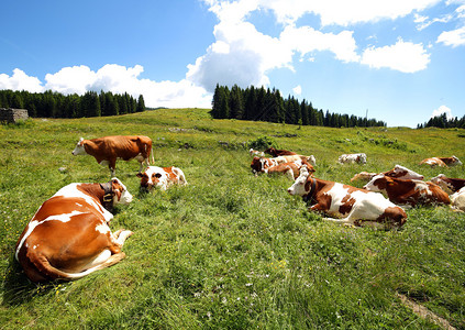 牛在山的草地上吃草图片