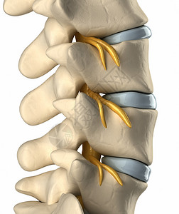 脊椎神经系统图片