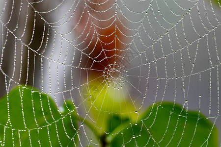 背景模糊的带有雨滴的蜘蛛网特写图片
