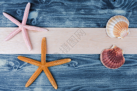 木板上的贝壳和海星图片