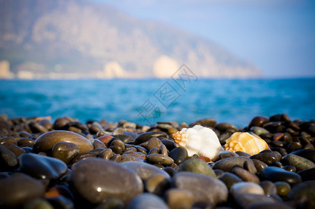 海边白色沙滩上的贝壳图片