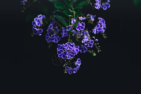 深色调黑色背景中的蓝色花朵背景图片