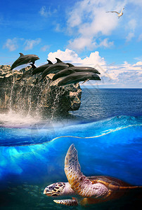 海龟在深海豚军平和海鸥在上面飞行用于自然海洋生物和海洋图片