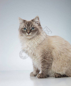 坐在灰色背景上的蓝眼睛猫的侧视图图片