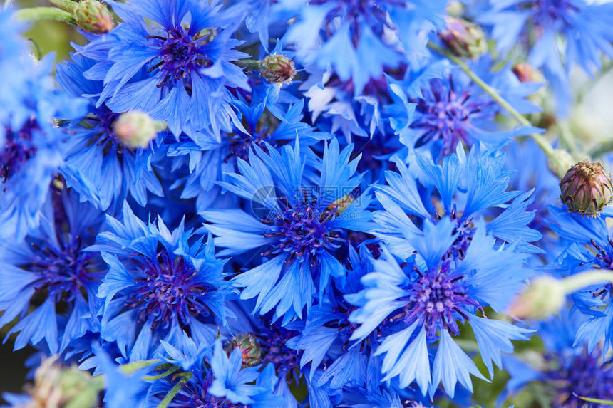美丽的蓝色花朵鲜花图片