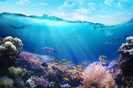 珊瑚礁的水下景观图片