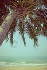 夏季带椰子棕榈的图片