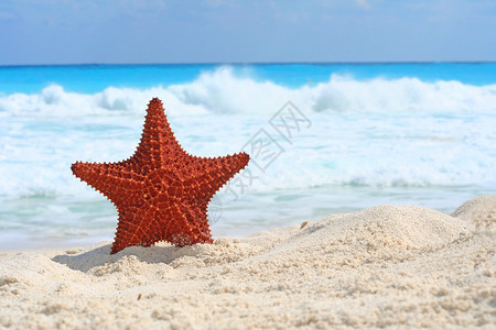 沙中海星图片
