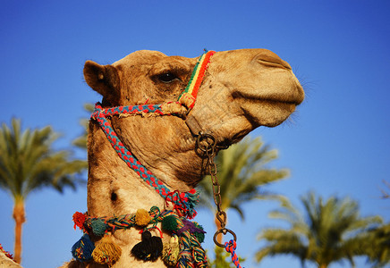 蓝天的骆驼图片