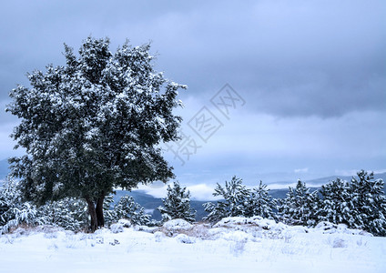 在山地边缘有大树和小松树的雪白场景图片