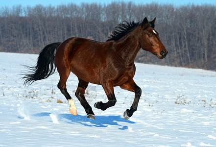 纯种马马在雪原上疾驰背景
