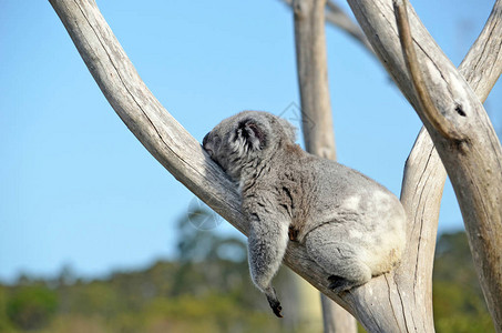 澳大利亚KoalaPhascolarctoscinereus睡图片