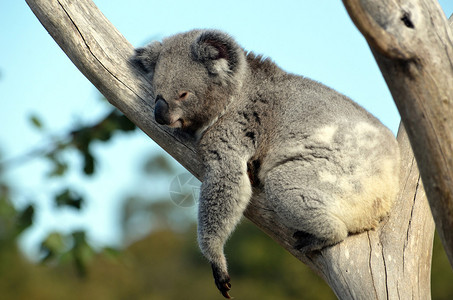 澳大利亚KoalaPhascolarctoscinereus图片