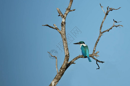 蓝小鸟坐在树枝上背景天空图片
