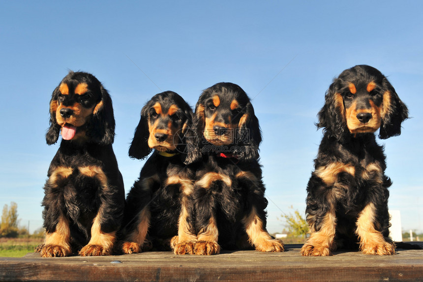四只小狗的肖像蓝天上纯图片