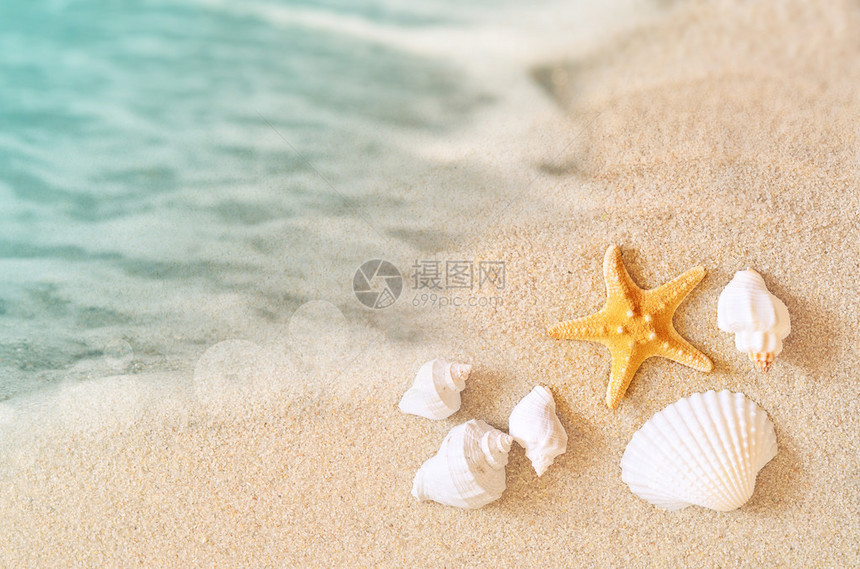 热带海滩上的海星和贝壳景观图片