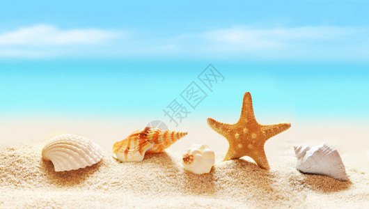 热带海滩贝壳图片