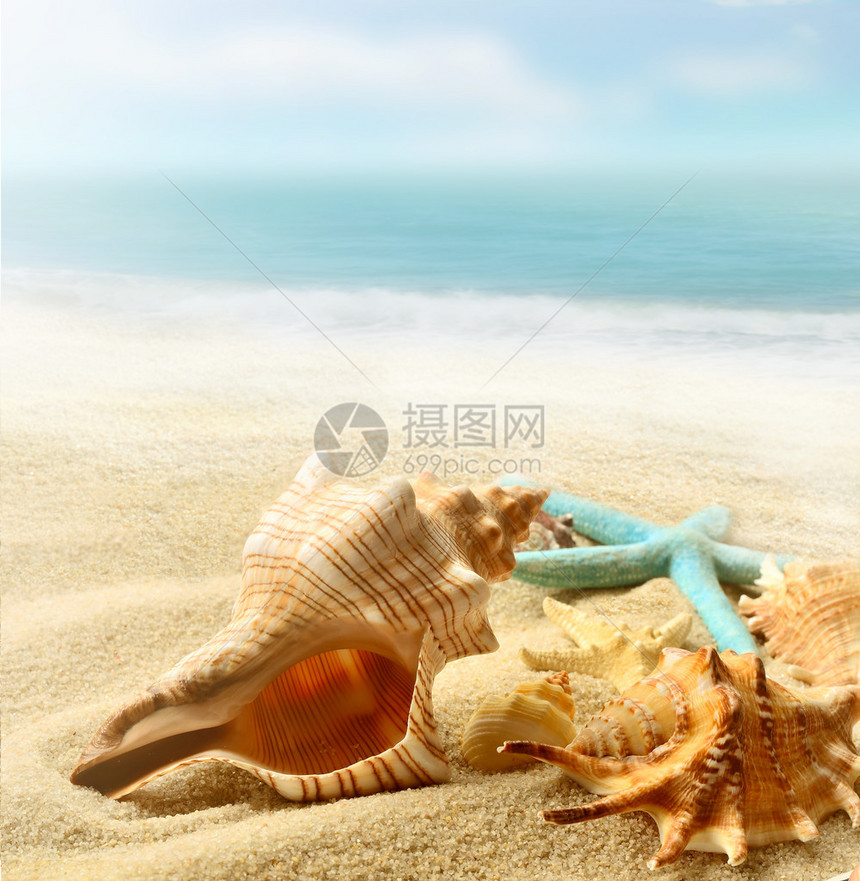 沙滩上的贝壳和海星热带景观图片