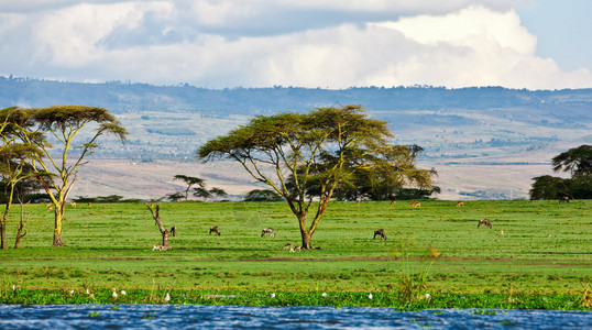美丽的非洲景观肯图片