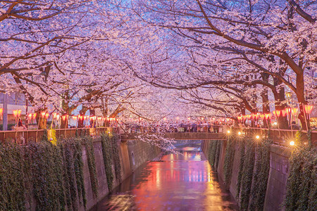 东京的清仓樱桃花在河上在东京纳卡梅吉罗背景图片