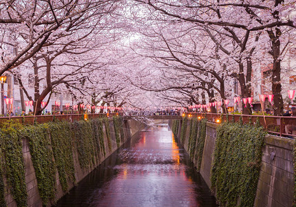 东京的清仓樱桃花在河上在东京纳卡梅吉罗背景图片