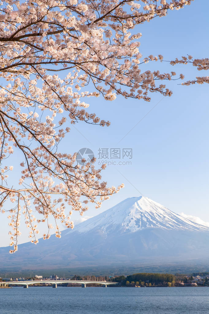 春季在日本川口子湖川口子湖的樱图片