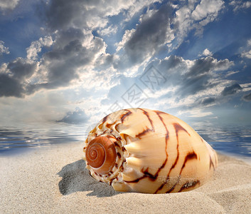 日落海滩上的海螺壳图片