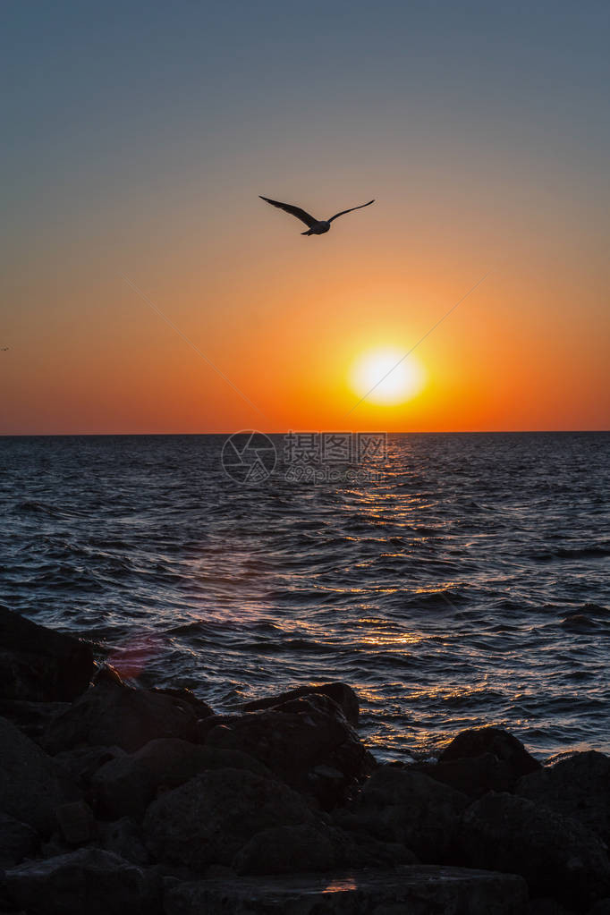 日落时分海鸥鸟飞过海面的剪影图片