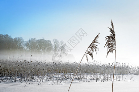 冬天风景在阳光明媚的雾日与湖图片