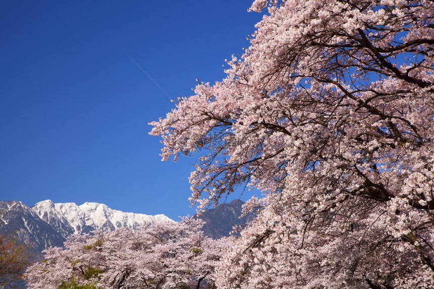 樱树和日本南山Yam图片