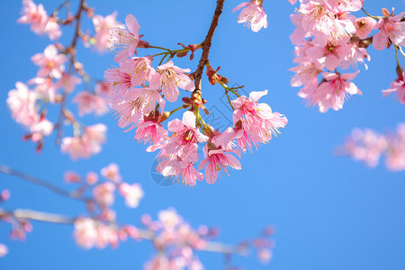 美丽的粉红樱花在蓝天图片