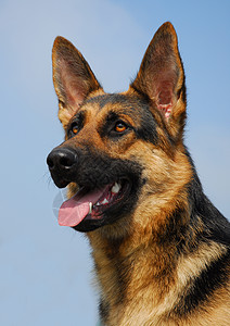 蓝天上纯种德国牧羊犬的肖像图片