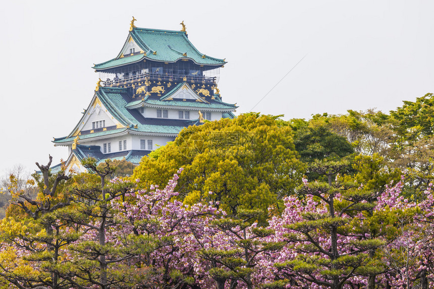 樱花下的日本大阪城图片