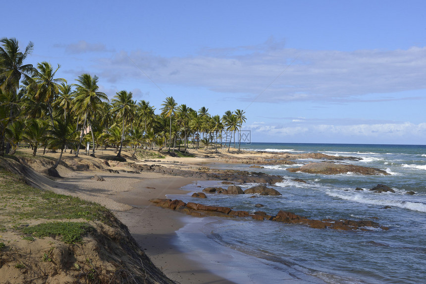 巴西伊亚州棕榈树海滩图片